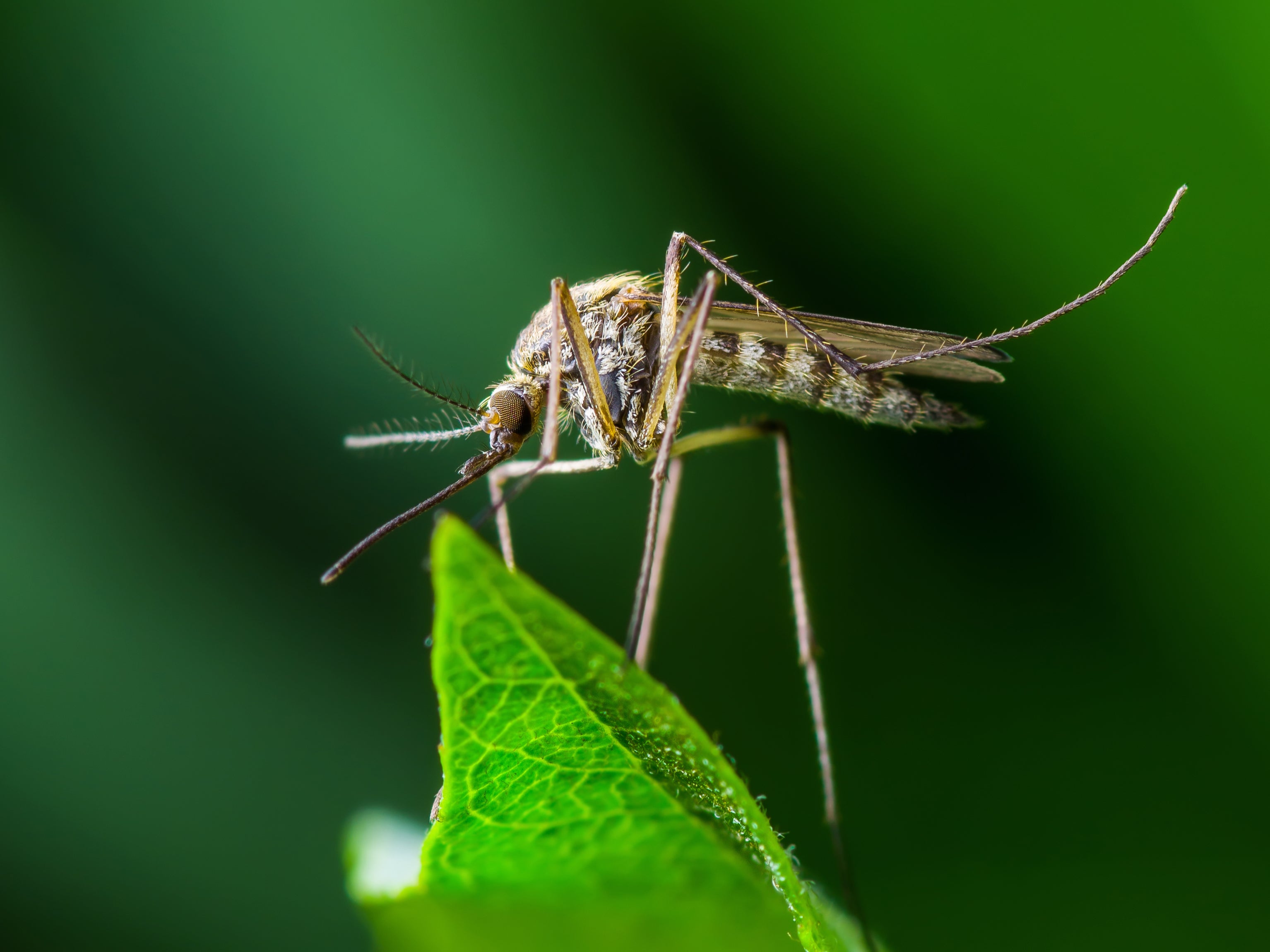 One of the most well-known travel-related illnesses linked to fever is malaria
