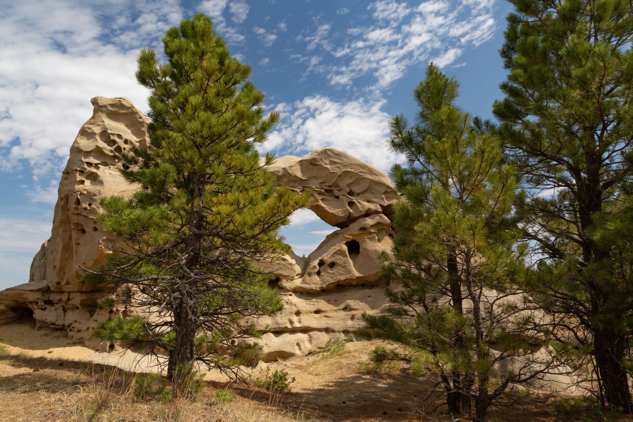 Pine Tress & Rocks in Montana