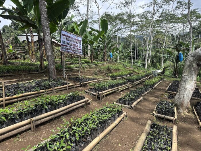 Coffee Nursery Farm of Bagobo Tagabawa community