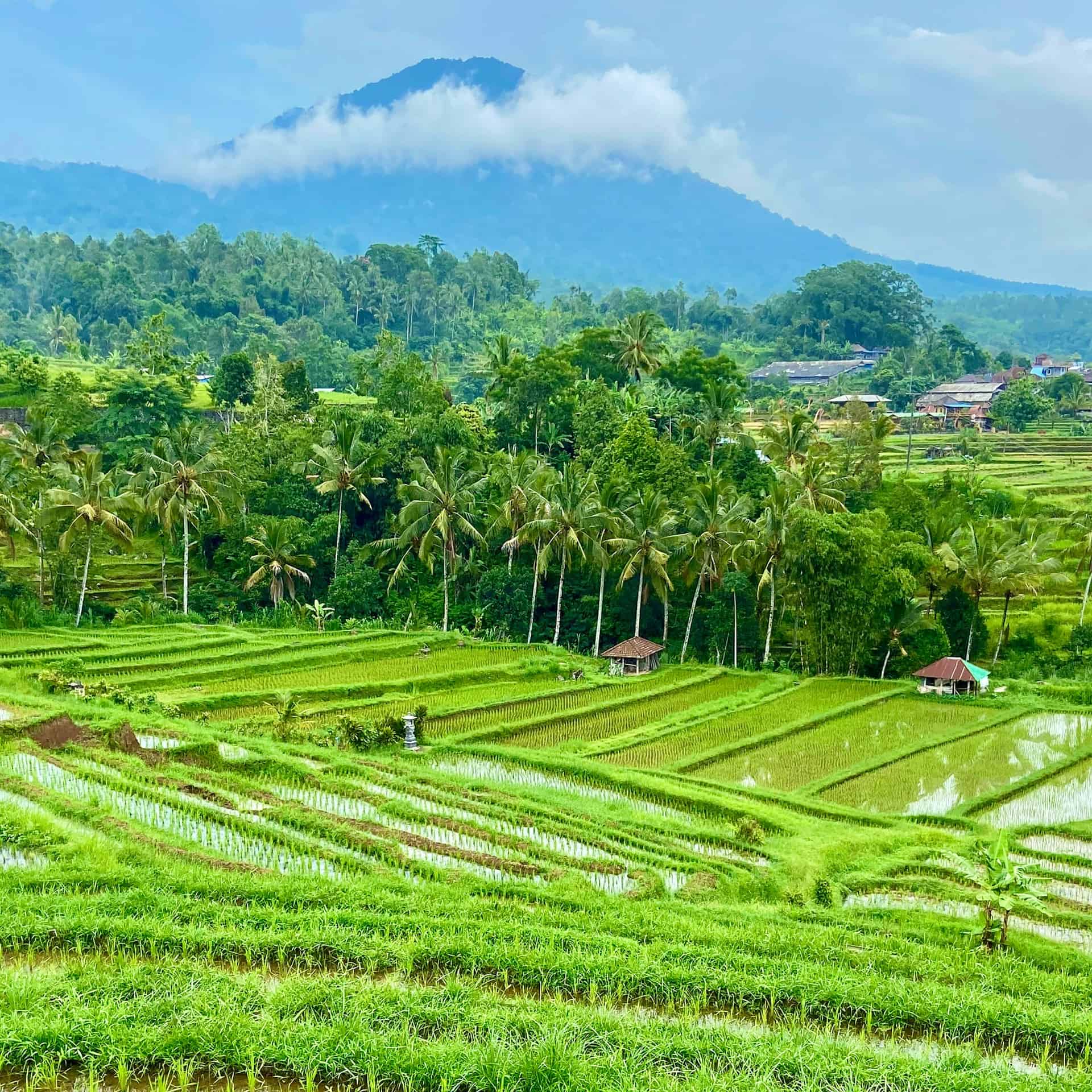 Rice terraces in Bali (photo: Dmytro Vynohradov, Unsplash).